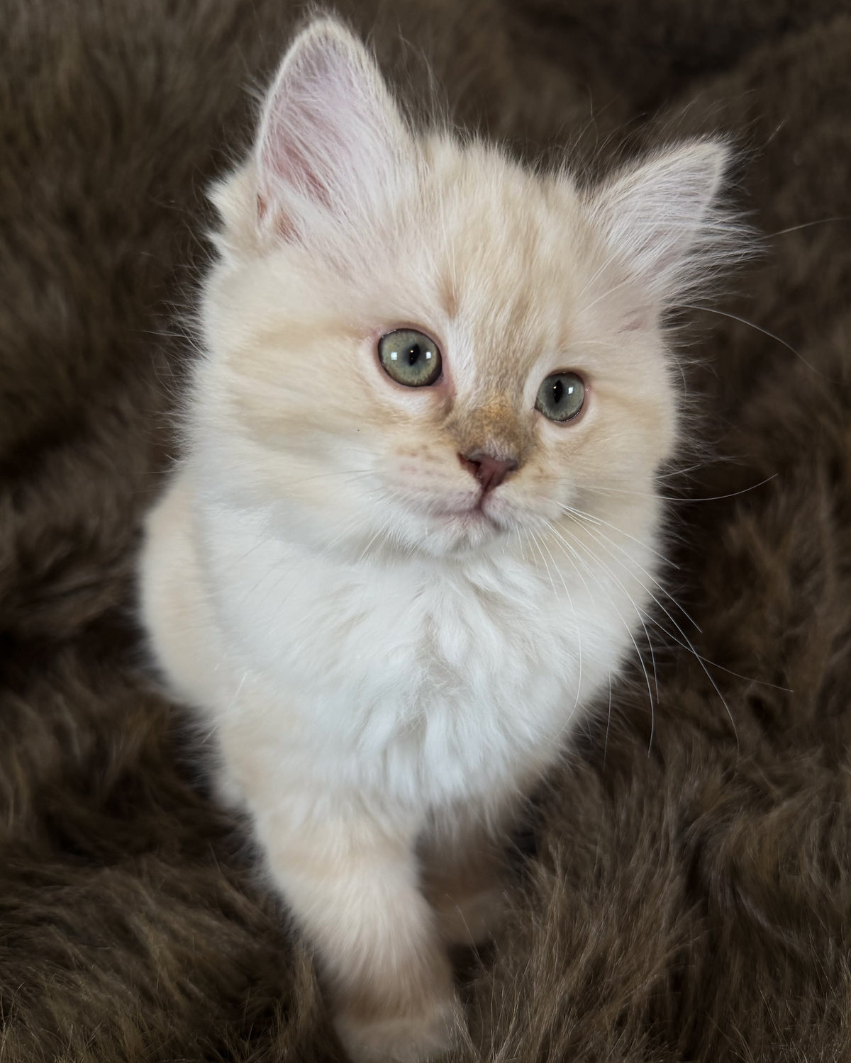 Violetta   - FEMALE  - Chocolate Mink Lynx Mitted