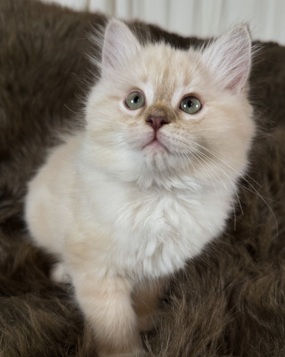 Violetta   - FEMALE  - Chocolate Mink Lynx Mitted