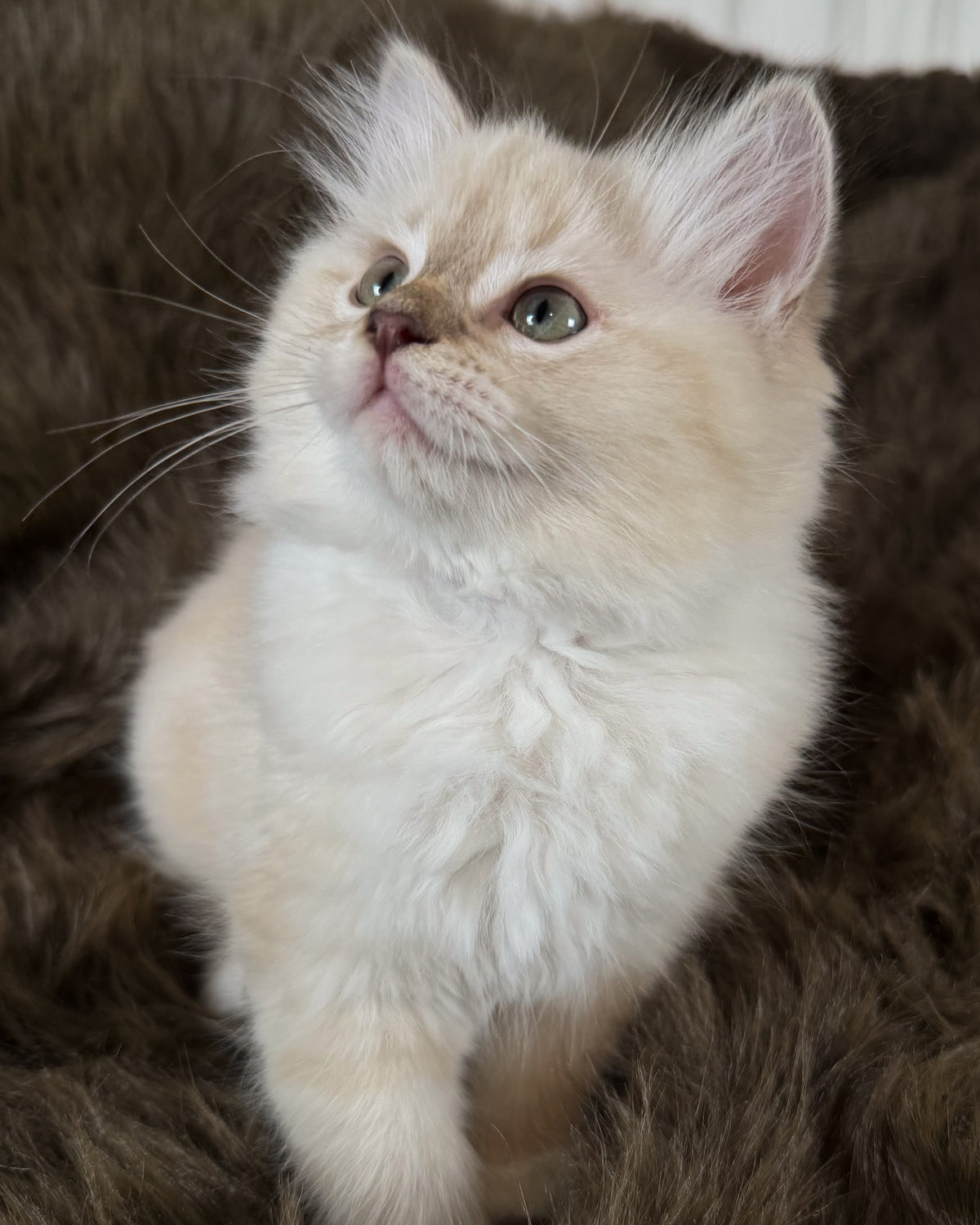 Violetta   - FEMALE  - Chocolate Mink Lynx Mitted