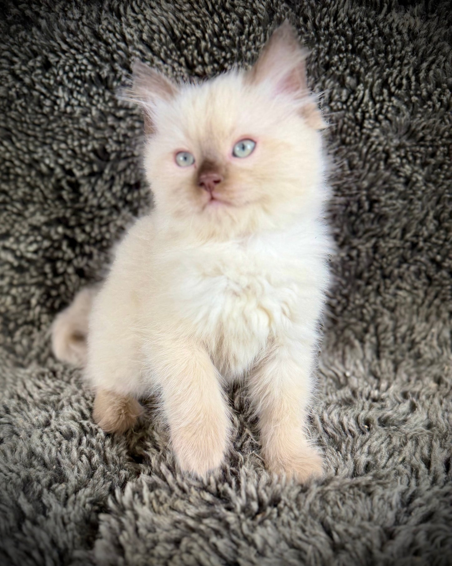 Sonora    - MALE  - Chocolate Mink