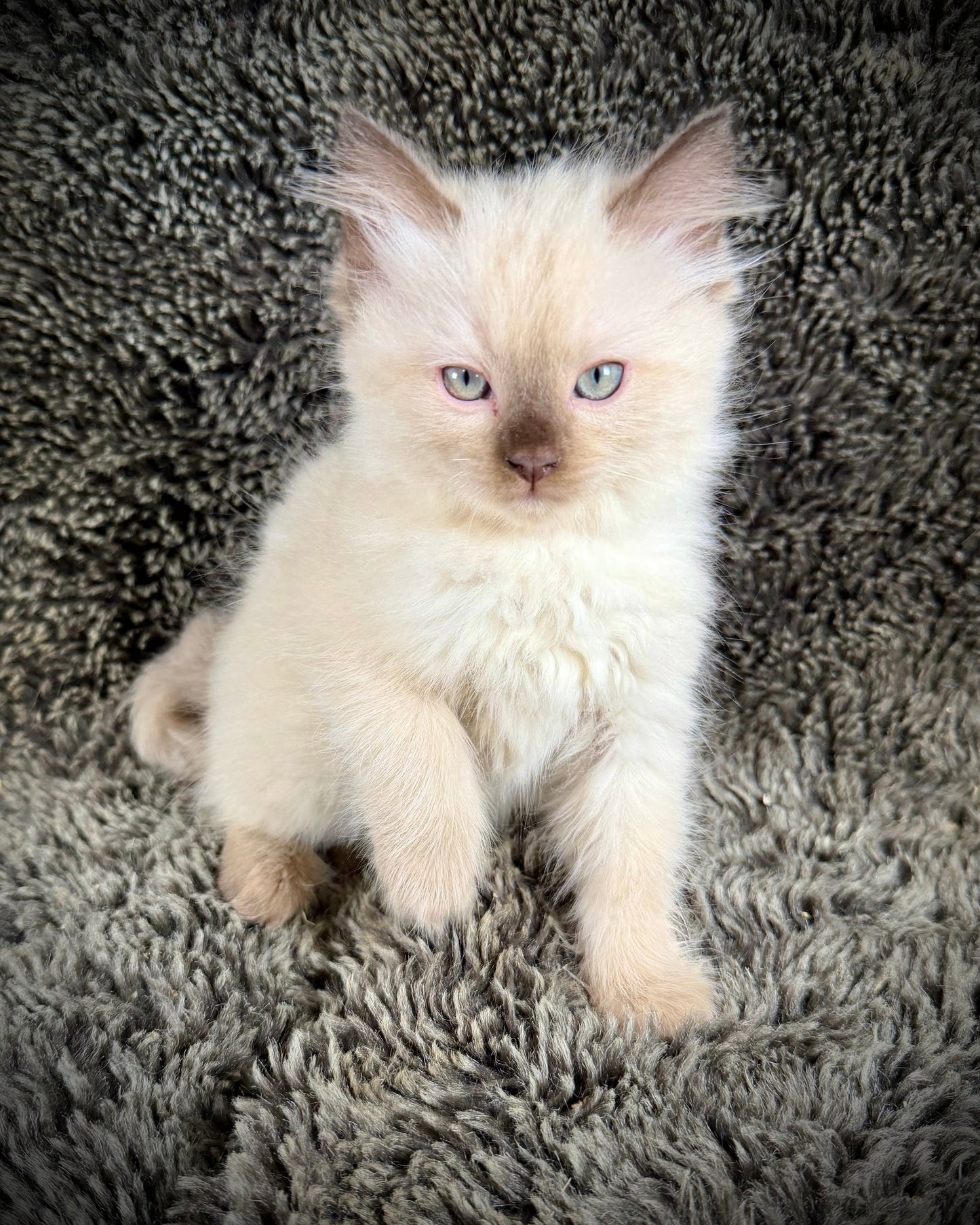 Sonora    - MALE  - Chocolate Mink