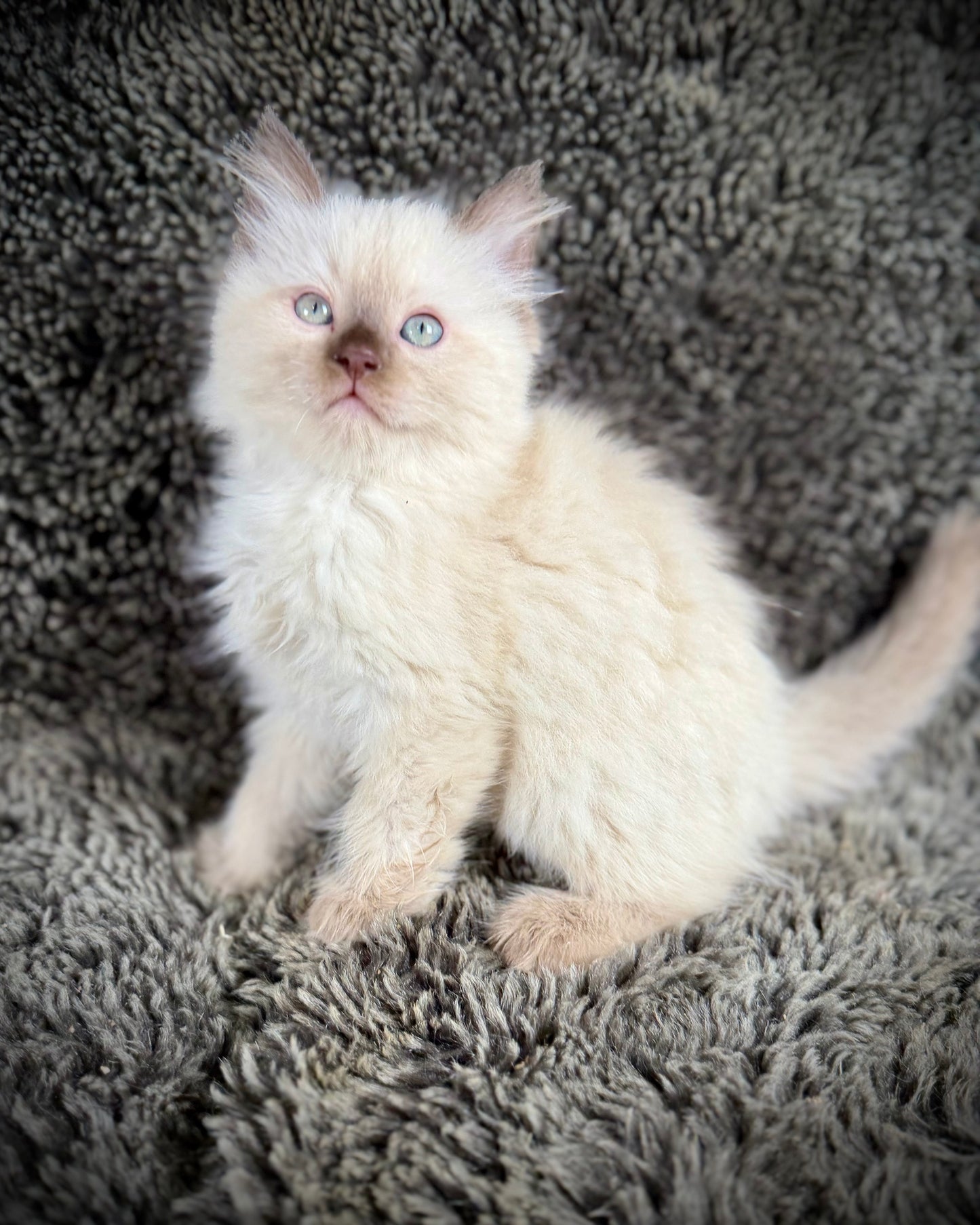 Sonora    - MALE  - Chocolate Mink