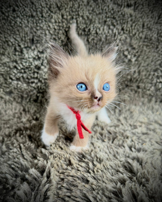 JASPER JOHNS - MALE  - seal sepia/Mink mitted with diamond blaze