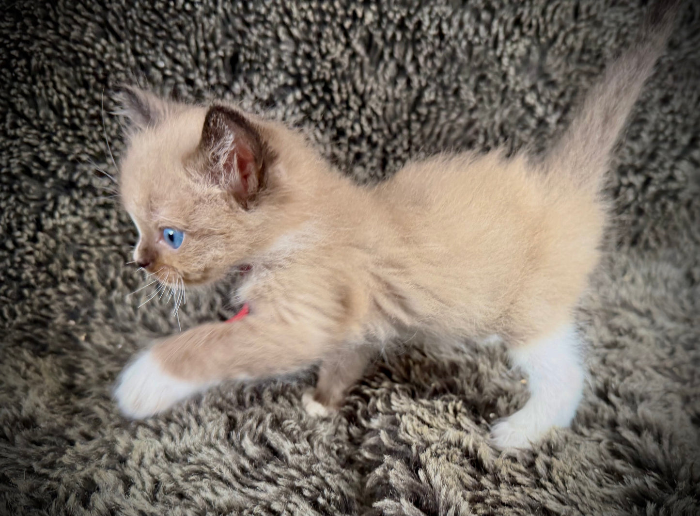 JASPER JOHNS - MALE  - seal sepia/Mink mitted with diamond blaze