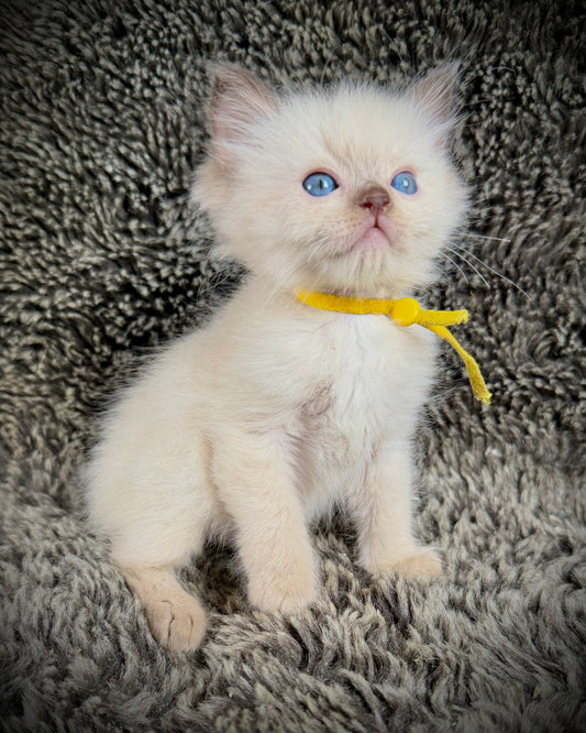 GOLDSWORTHY - MALE  - Chocolate mink