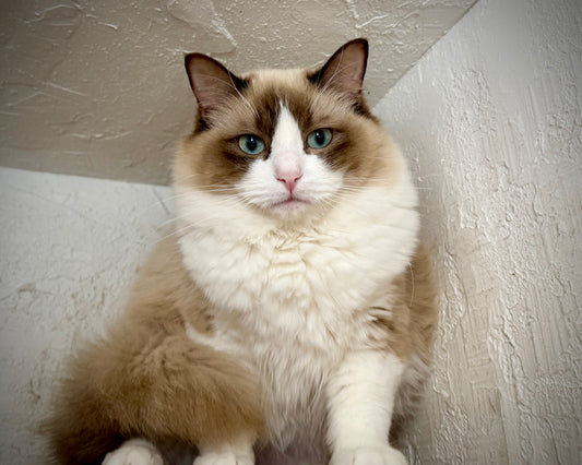 Freedom - Chocolate Mink Bicolor - FEMALE - AVAILABLE 7/4/25