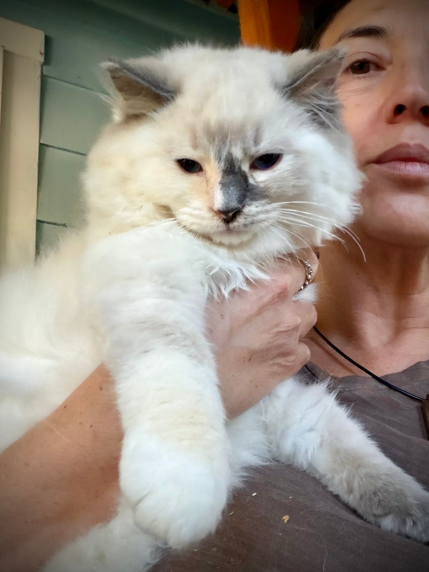 Streusel  - FEMALE - blue cream tortie