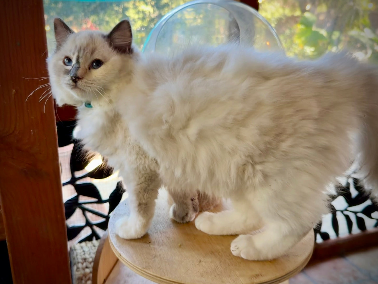 Streusel  - FEMALE - blue cream tortie