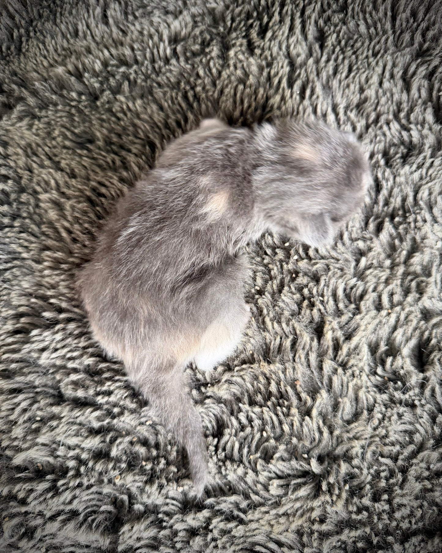 Lorna Doone  - FEMALE  - Blue Tortie solid