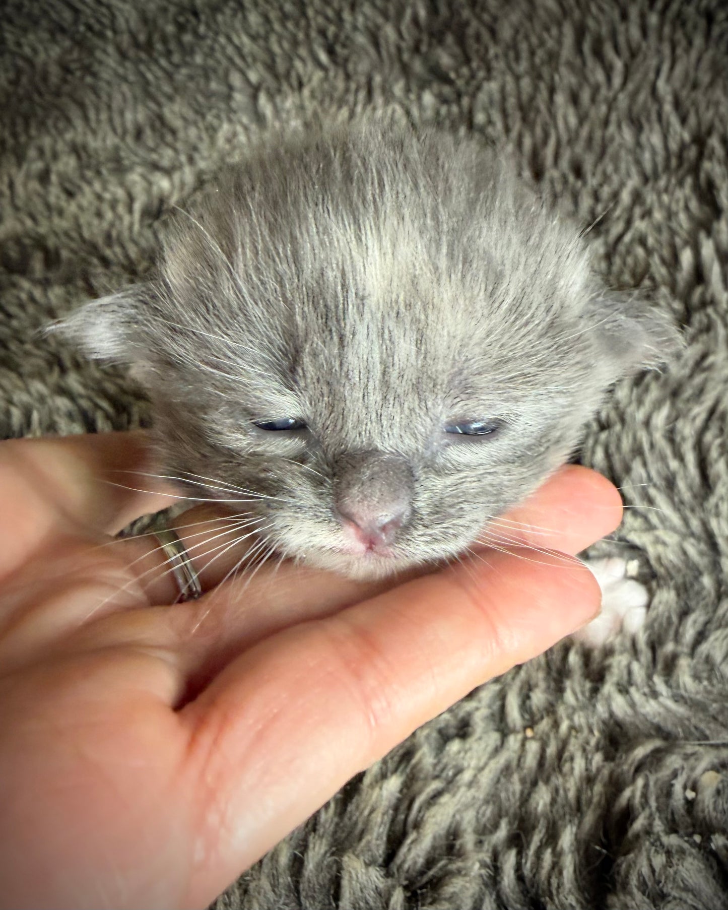 Lorna Doone  - FEMALE  - Blue Tortie solid