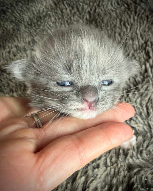 Lorna Doone  - FEMALE  - Blue Tortie solid