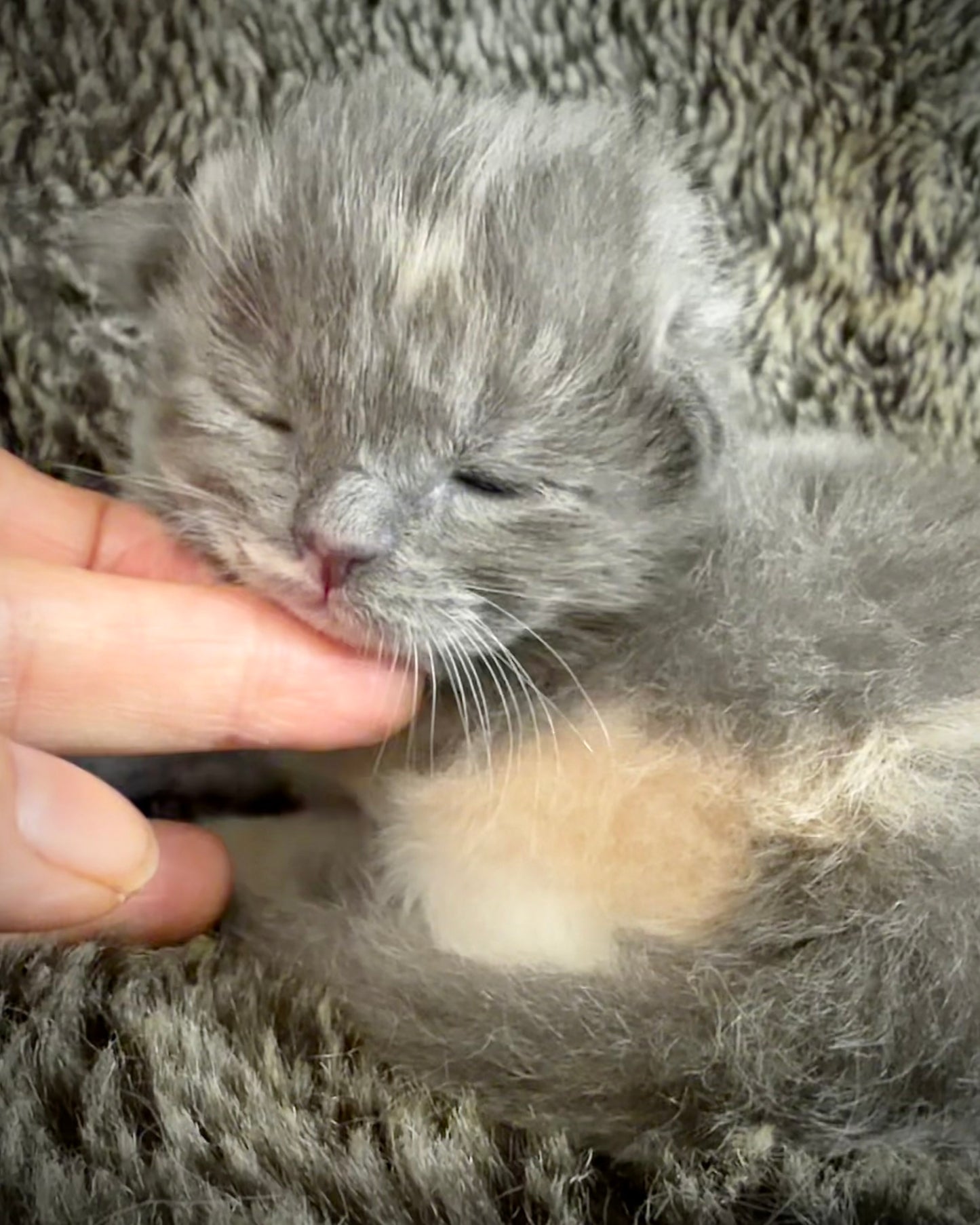 Lorna Doone  - FEMALE  - Blue Tortie solid