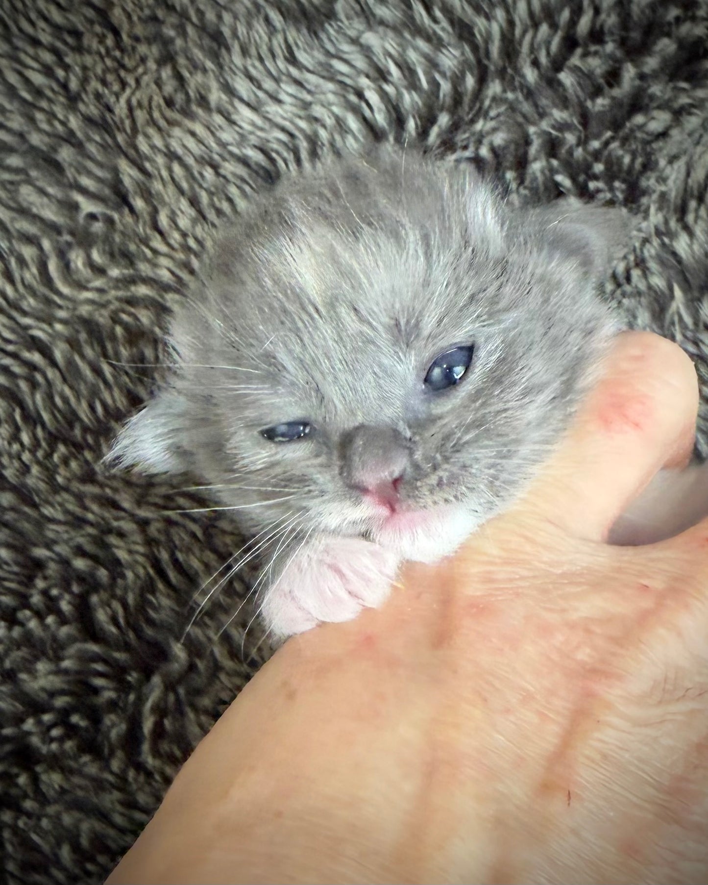 Lorna Doone  - FEMALE  - Blue Tortie solid