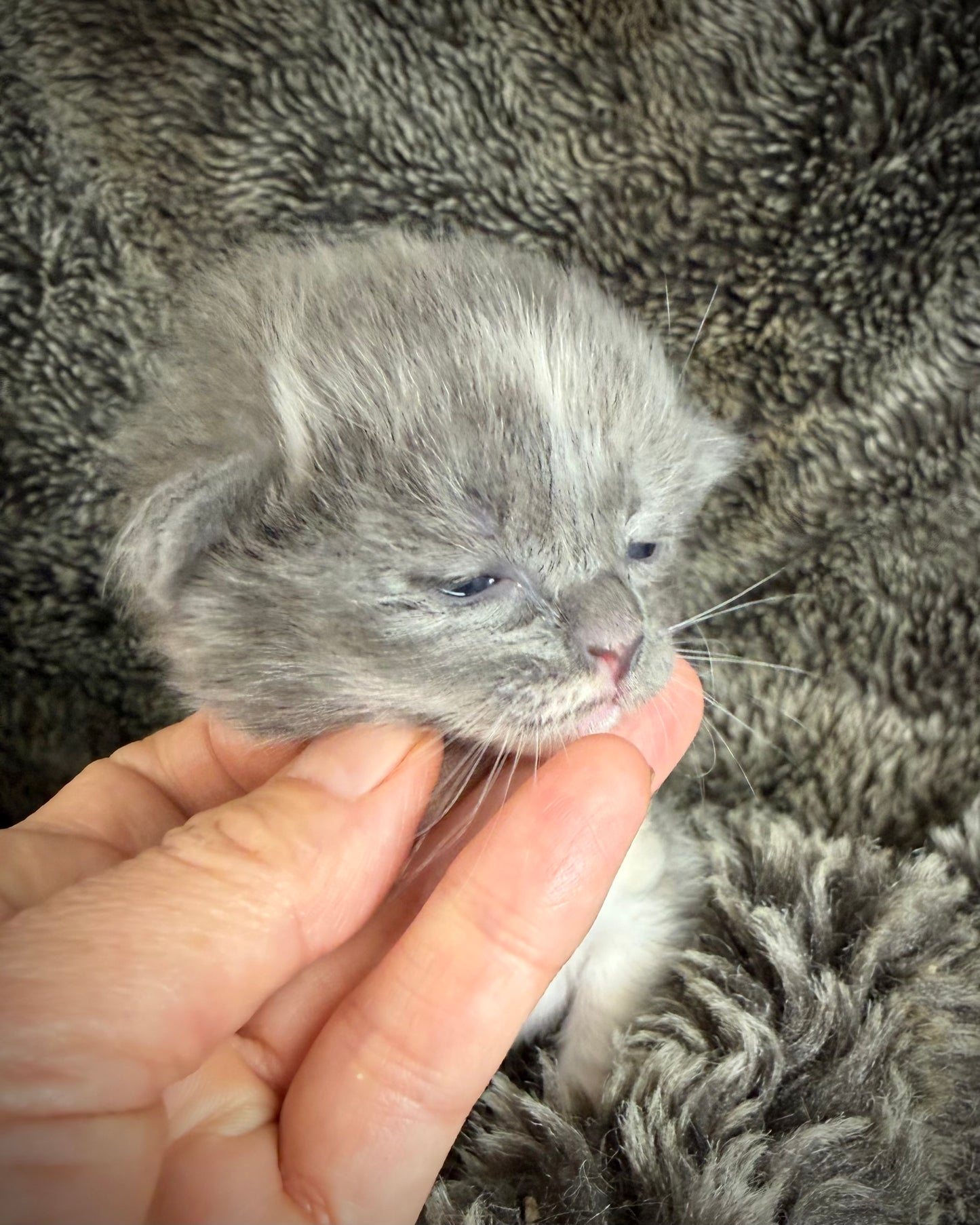 Lorna Doone  - FEMALE  - Blue Tortie solid