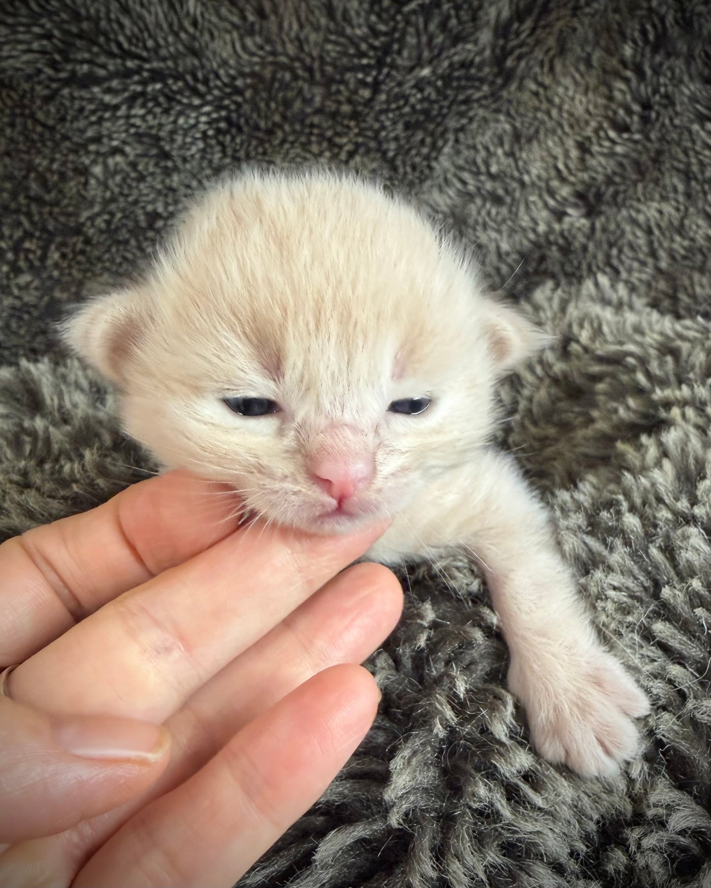 Ginger snap  - MALE  - Flame/cream solid