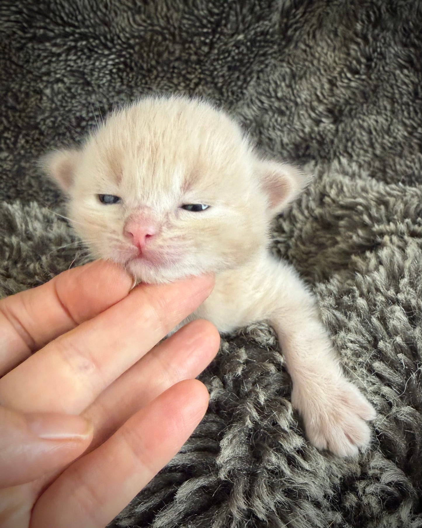 Ginger snap  - MALE  - Flame/cream solid