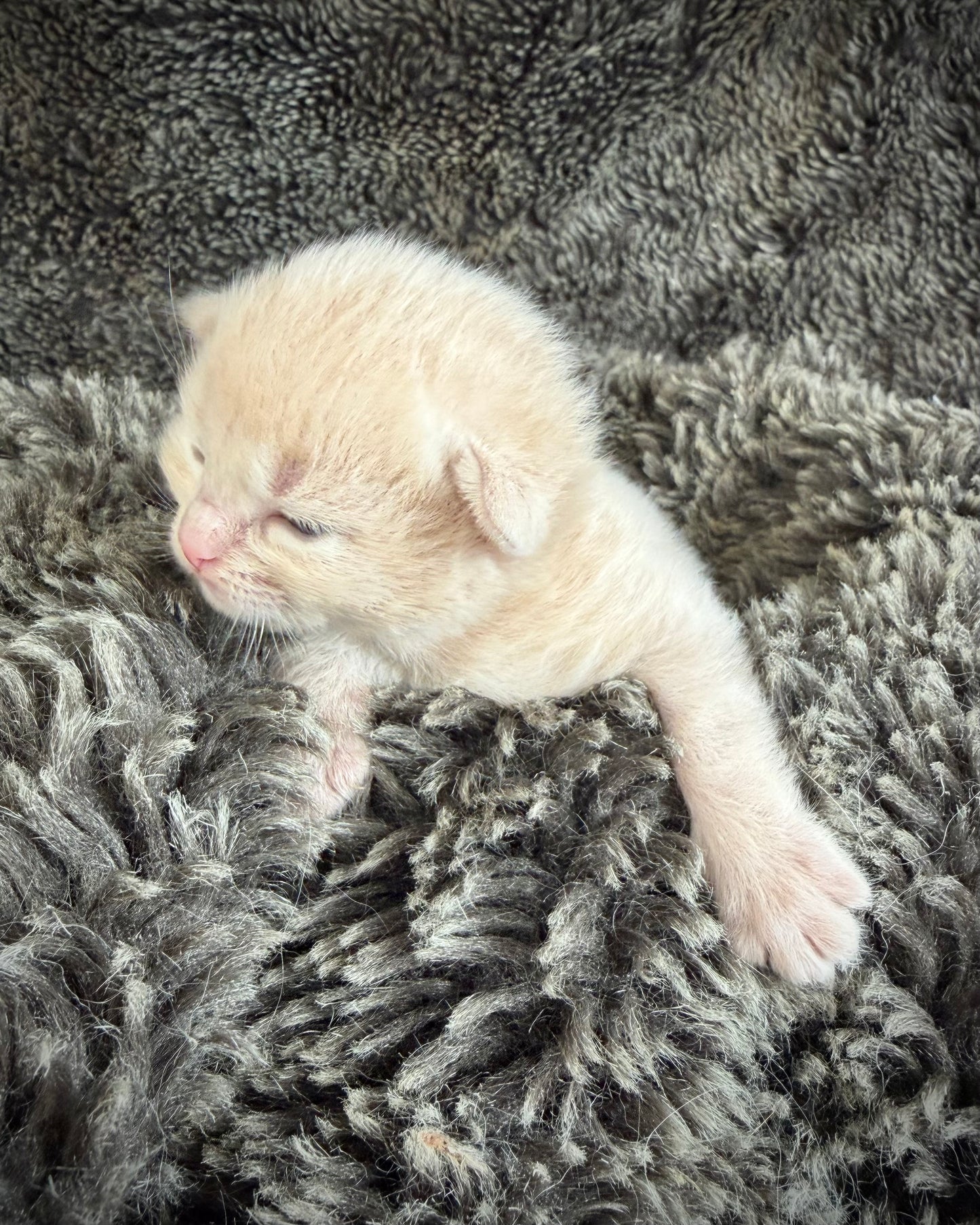 Ginger snap  - MALE  - Flame/cream solid