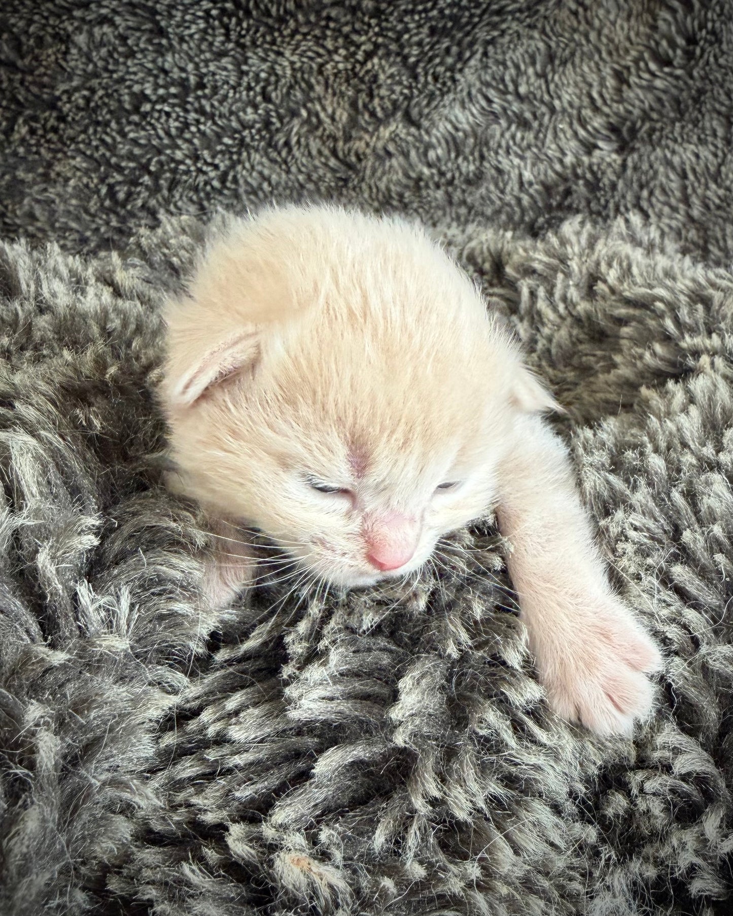 Ginger snap  - MALE  - Flame/cream solid