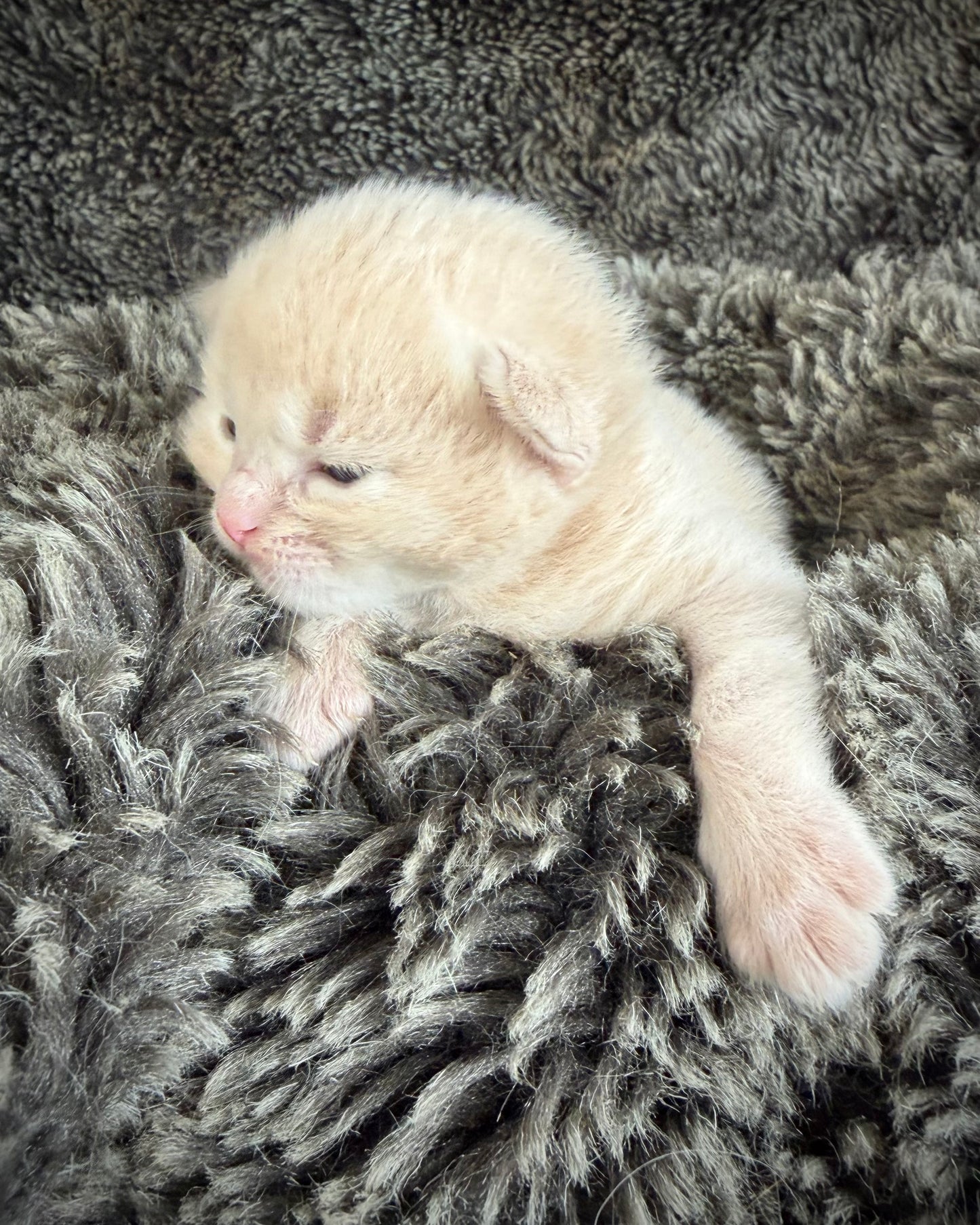 Ginger snap  - MALE  - Flame/cream solid