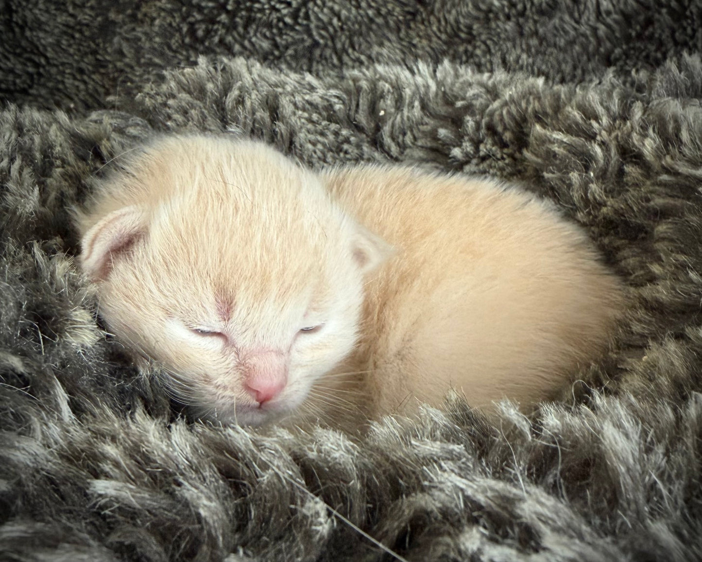 Ginger snap  - MALE  - Flame/cream solid