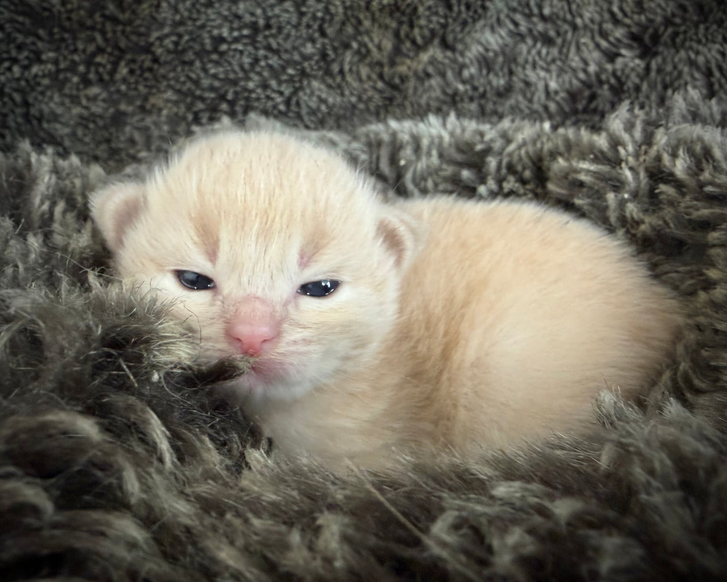 Ginger snap  - MALE  - Flame/cream solid