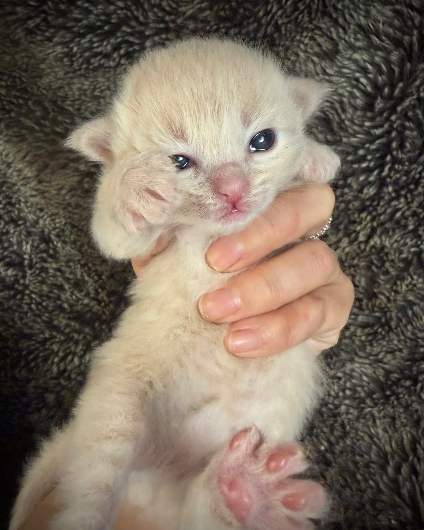 Ginger snap  - MALE  - Flame/cream solid