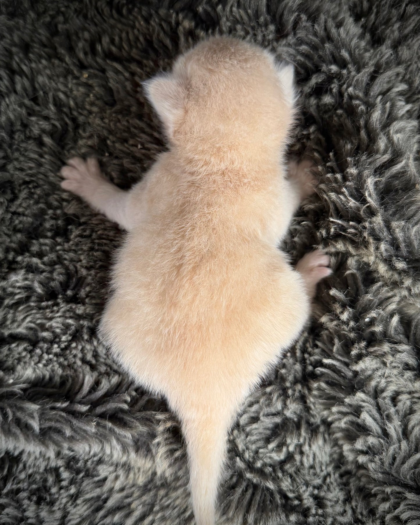 Ginger snap  - MALE  - Flame/cream solid