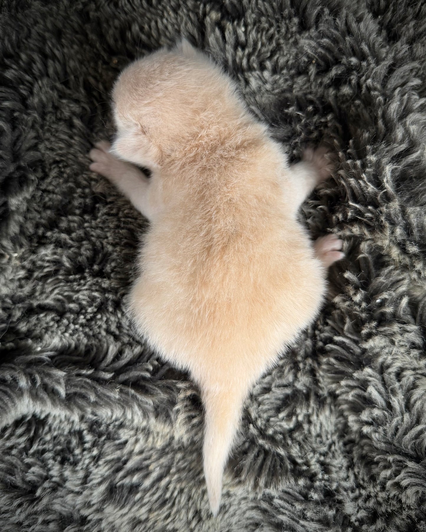 Ginger snap  - MALE  - Flame/cream solid