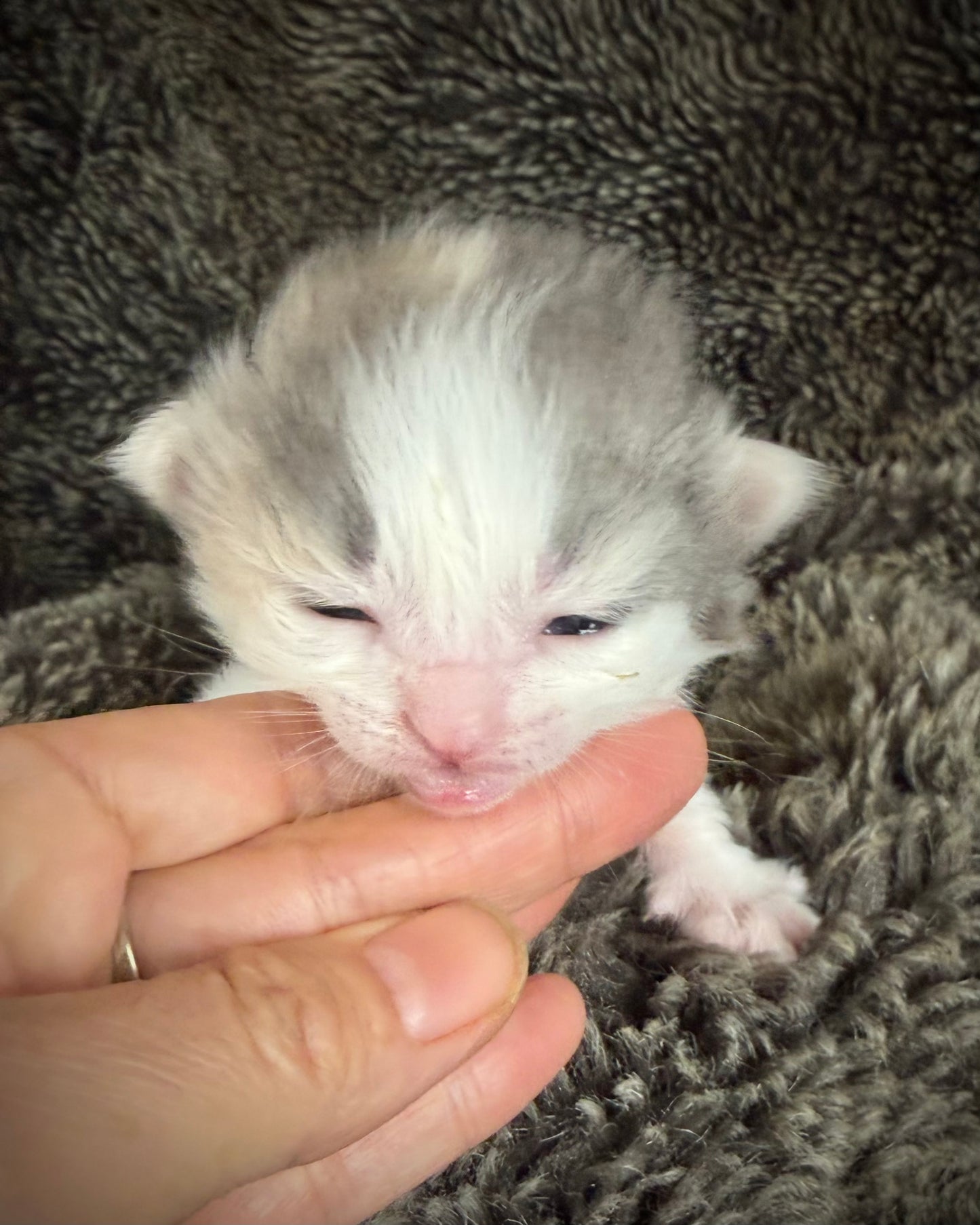 Biscotti  - FEMALE  - Blue Tortie Bicolor solid