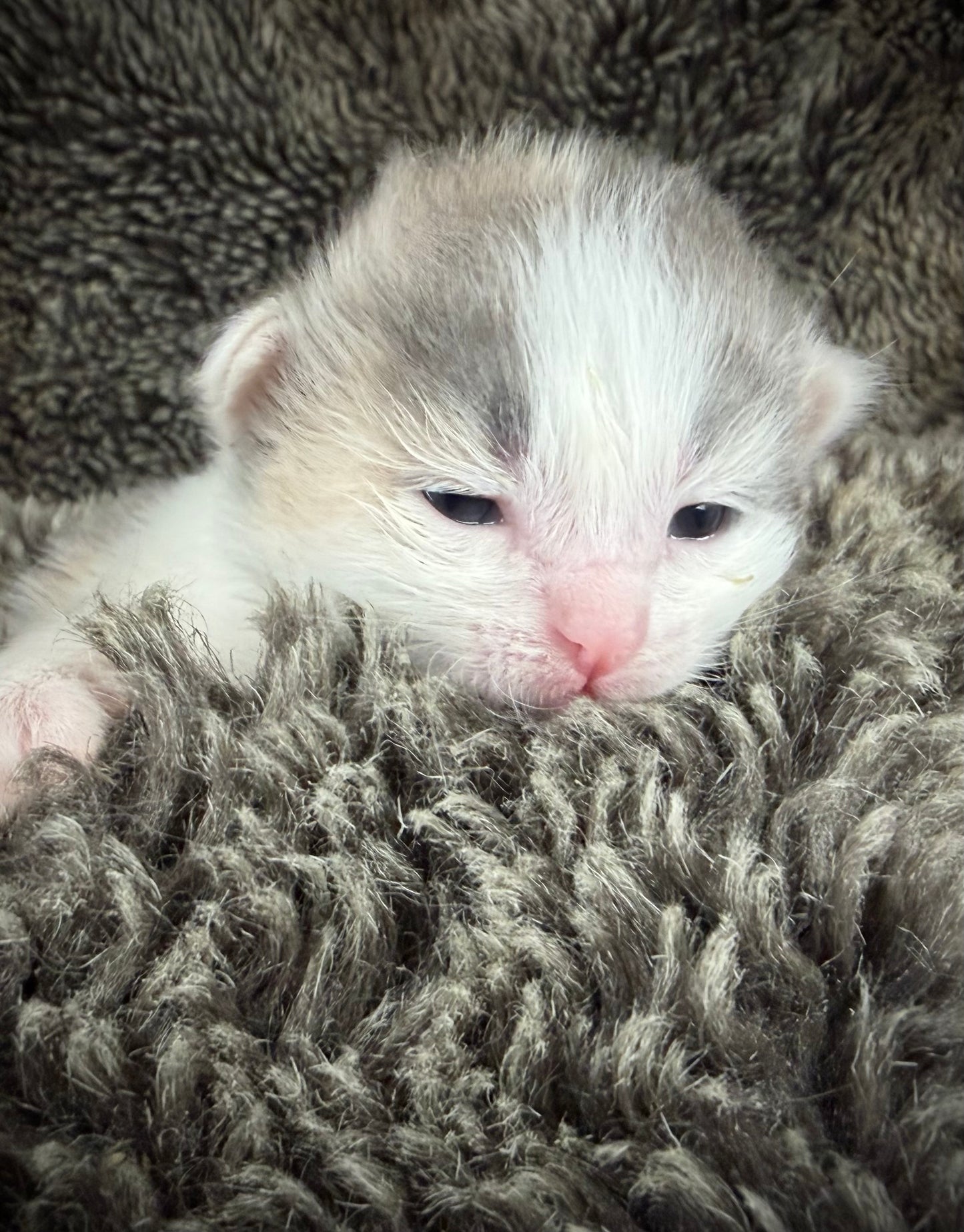 Biscotti  - FEMALE  - Blue Tortie Bicolor solid