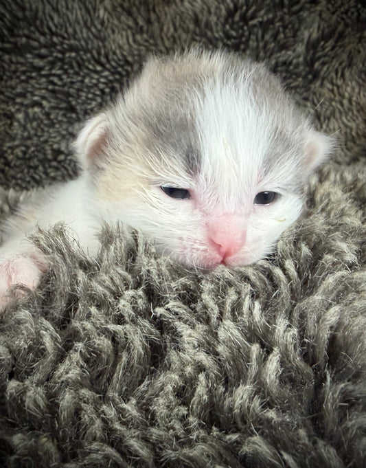 Biscotti  - FEMALE  - Blue Tortie Bicolor solid