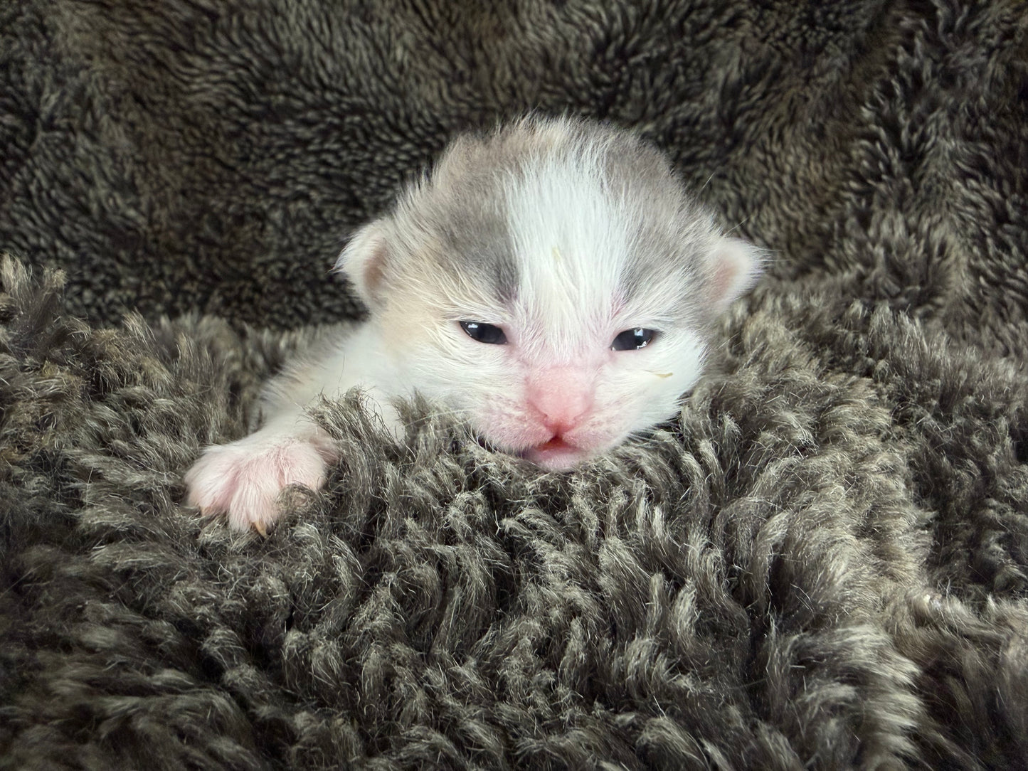 Biscotti  - FEMALE  - Blue Tortie Bicolor solid