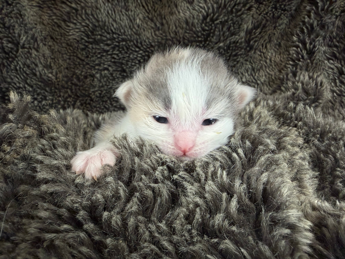 Biscotti  - FEMALE  - Blue Tortie Bicolor solid