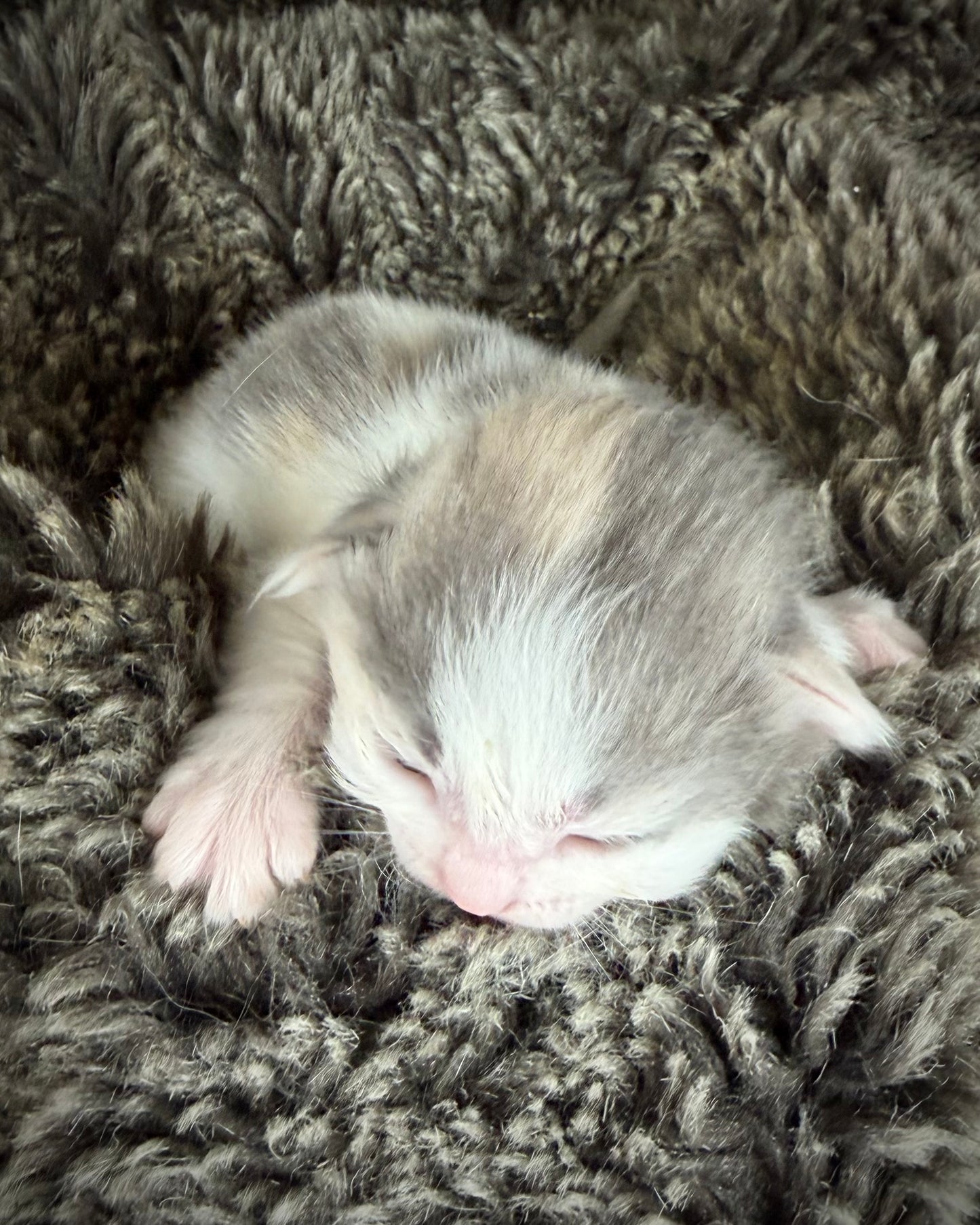 Biscotti  - FEMALE  - Blue Tortie Bicolor solid