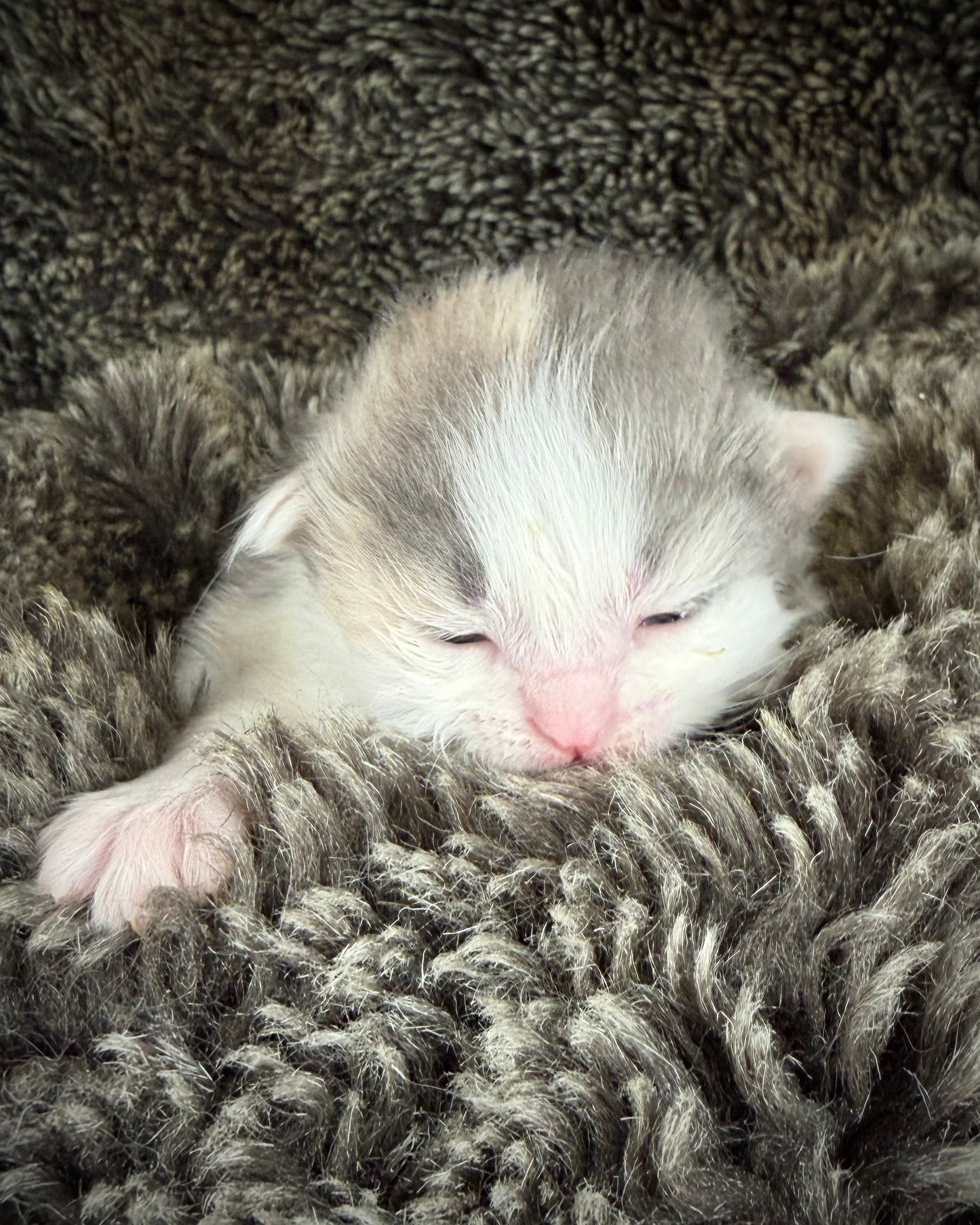 Biscotti  - FEMALE  - Blue Tortie Bicolor solid