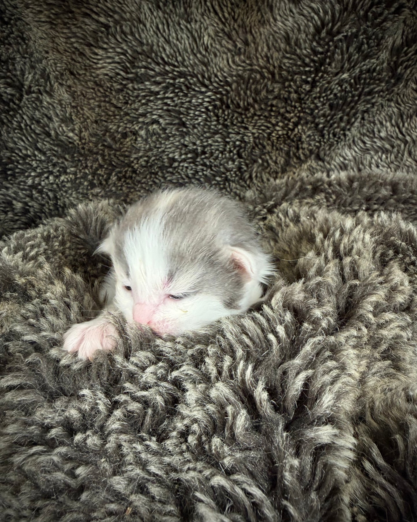 Biscotti  - FEMALE  - Blue Tortie Bicolor solid