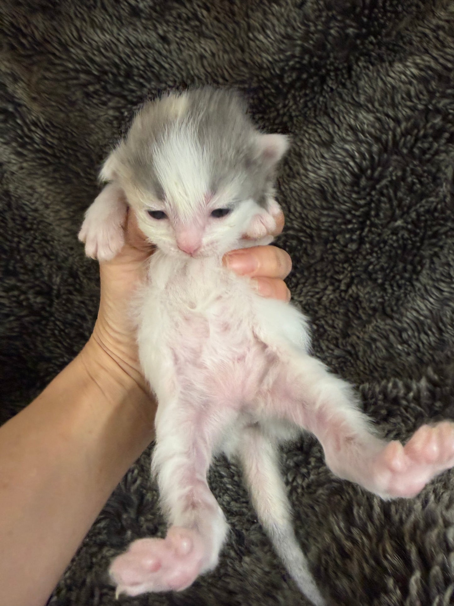 Biscotti  - FEMALE  - Blue Tortie Bicolor solid