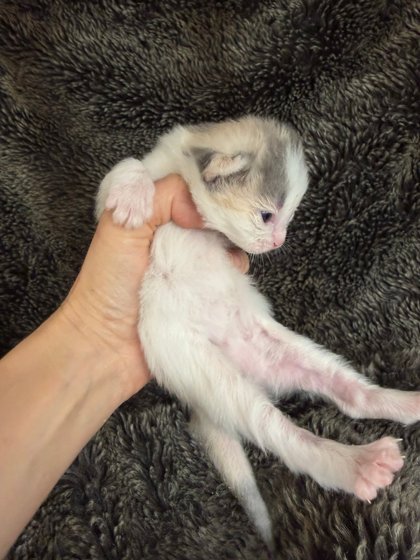 Biscotti  - FEMALE  - Blue Tortie Bicolor solid