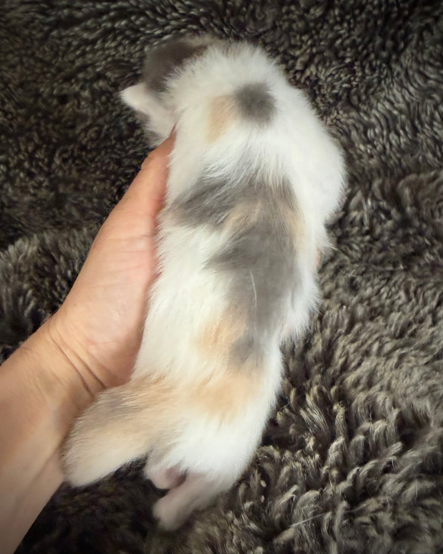 Biscotti  - FEMALE  - Blue Tortie Bicolor solid