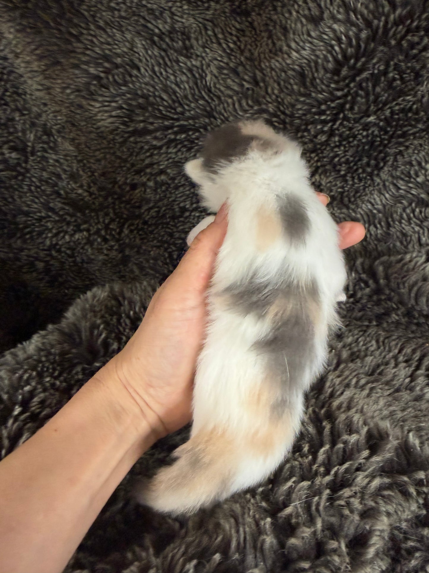 Biscotti  - FEMALE  - Blue Tortie Bicolor solid