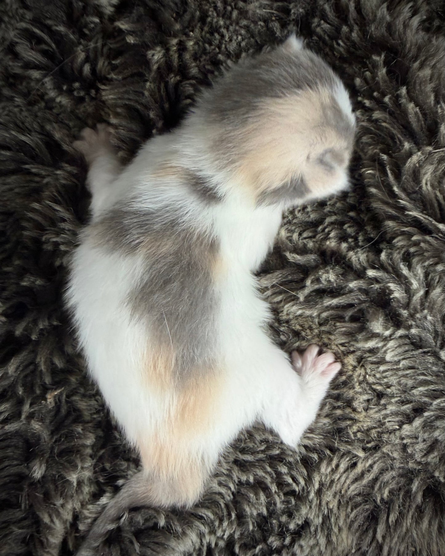 Biscotti  - FEMALE  - Blue Tortie Bicolor solid