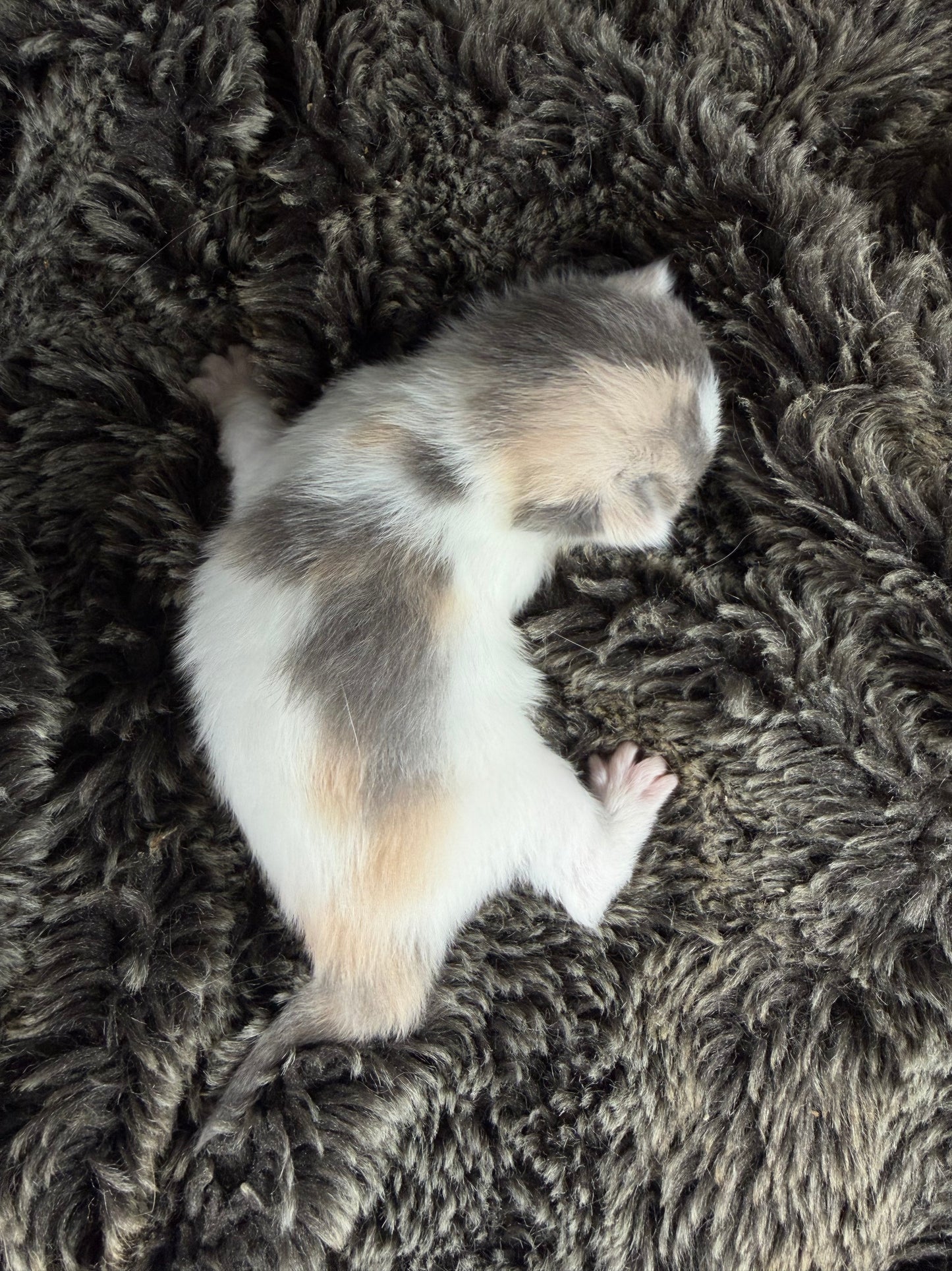 Biscotti  - FEMALE  - Blue Tortie Bicolor solid