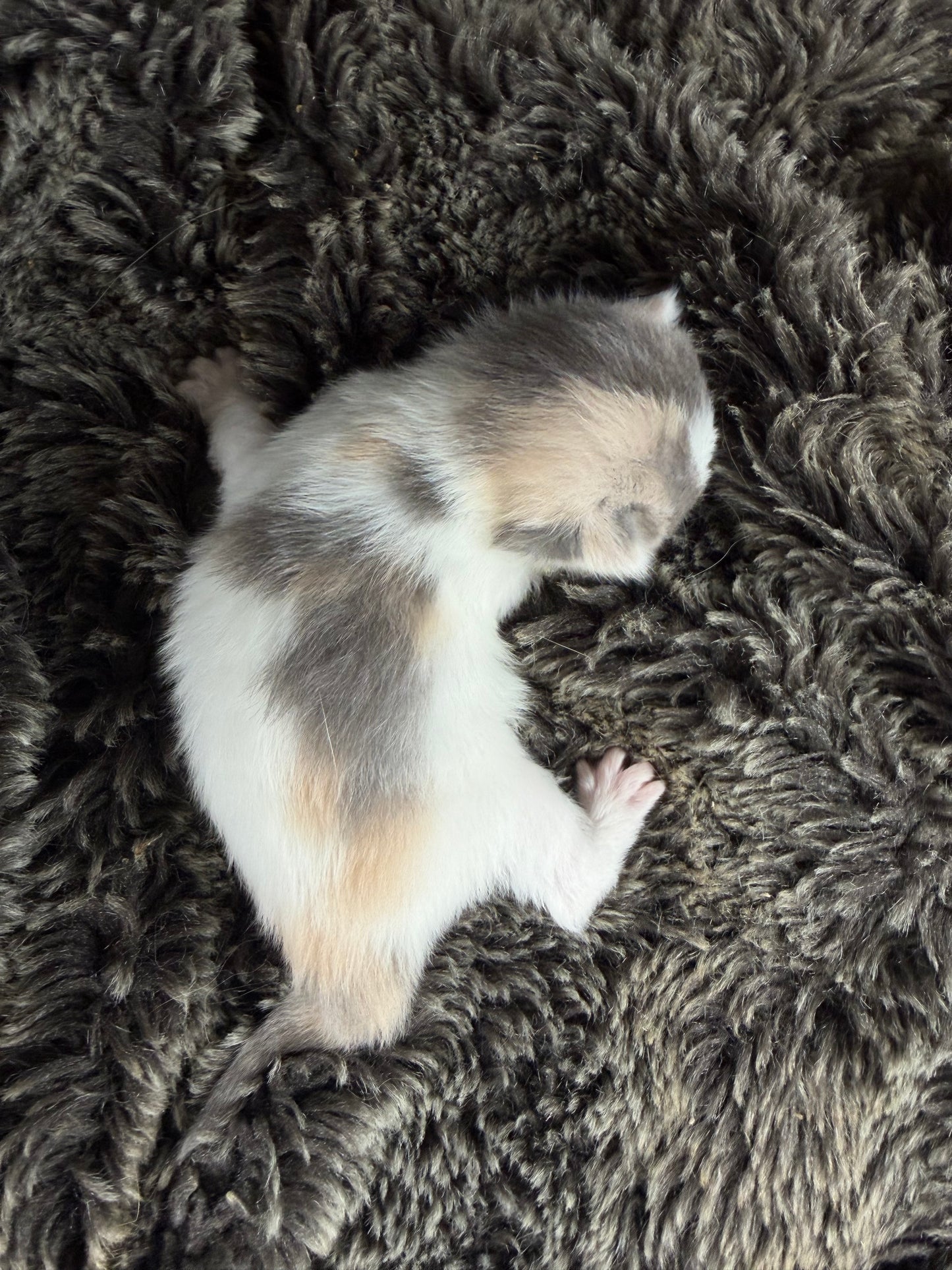 Biscotti  - FEMALE  - Blue Tortie Bicolor solid