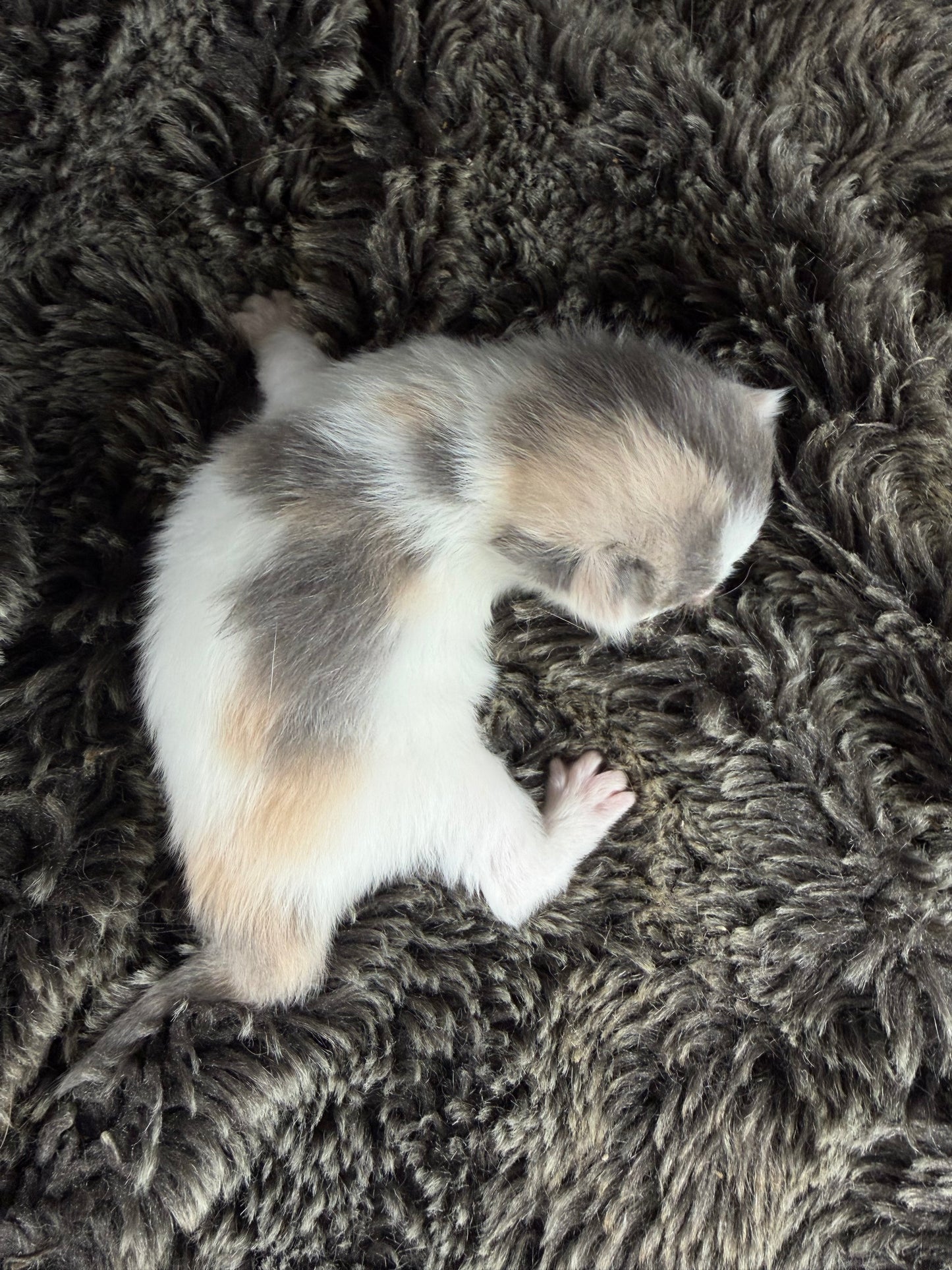 Biscotti  - FEMALE  - Blue Tortie Bicolor solid