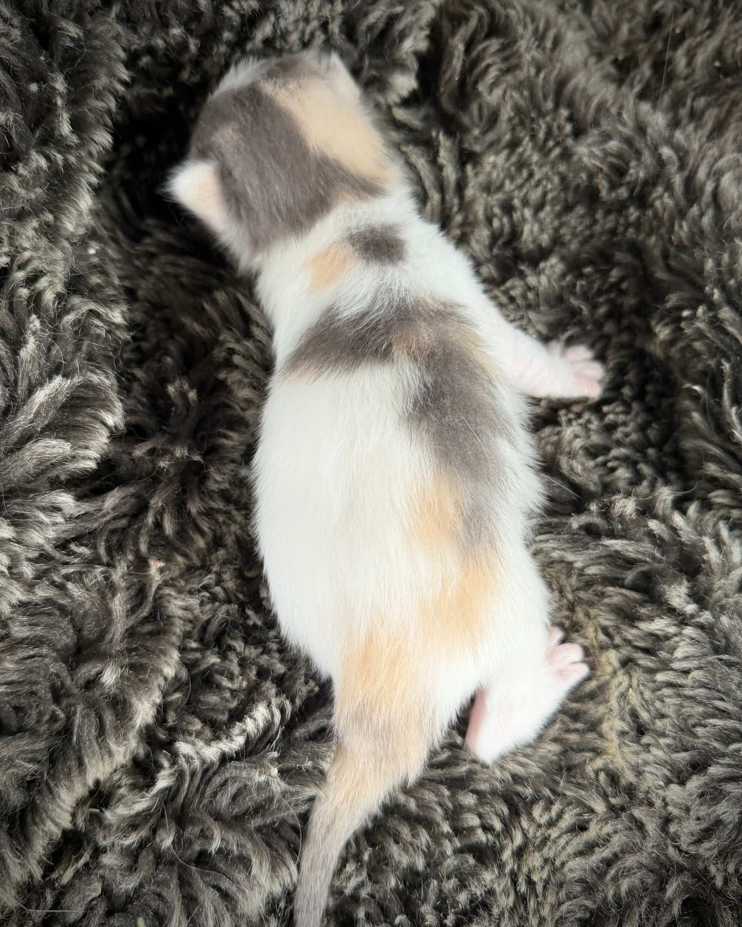 Biscotti  - FEMALE  - Blue Tortie Bicolor solid