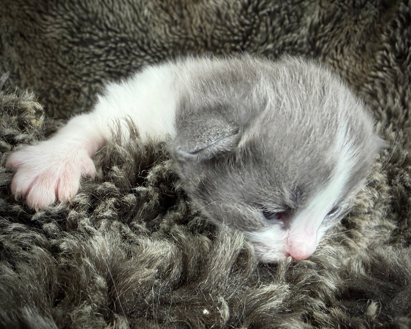 Macaroon - FEMALE  - Blue Bicolor solid