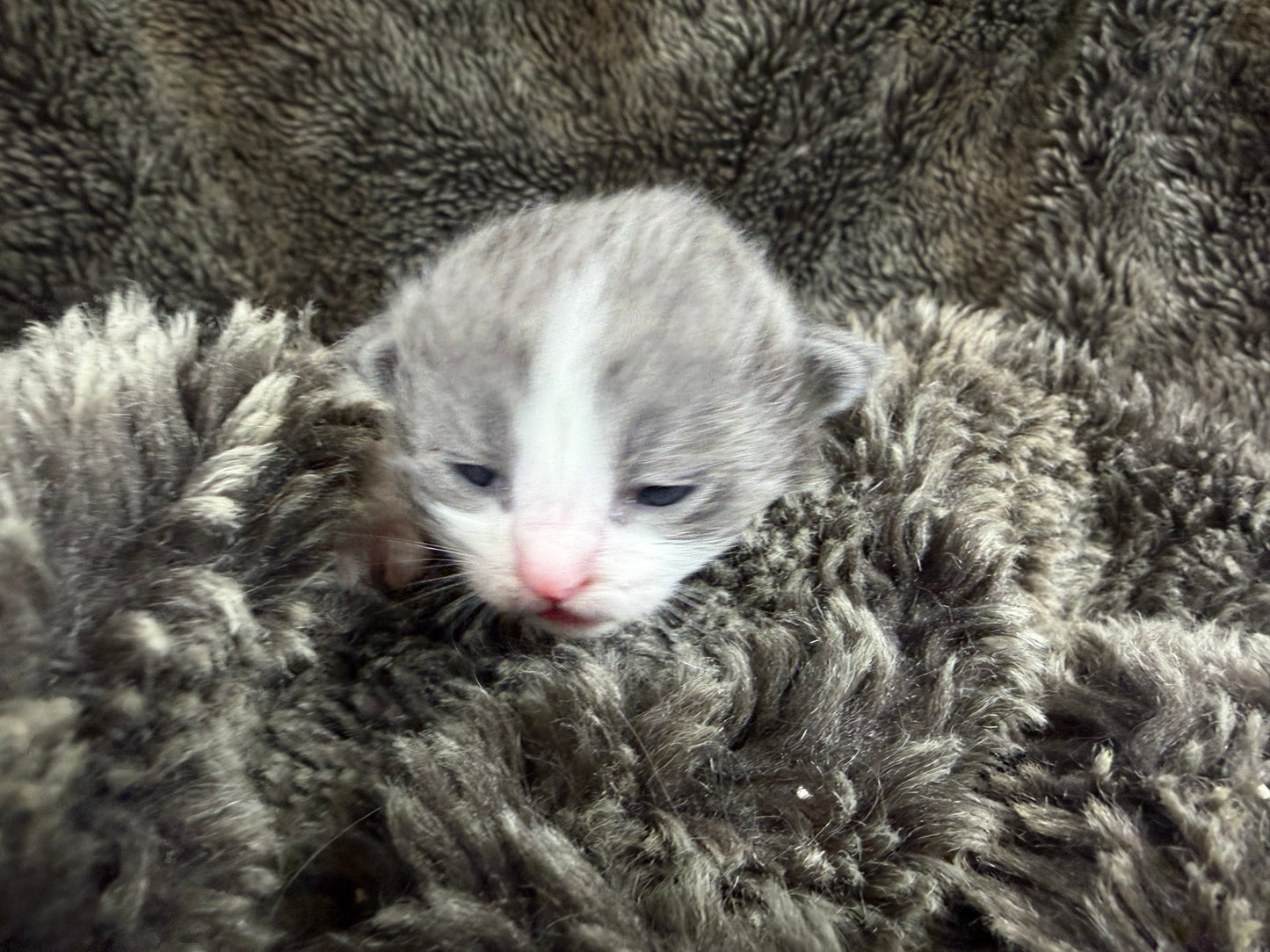 Macaroon - FEMALE  - Blue Bicolor solid