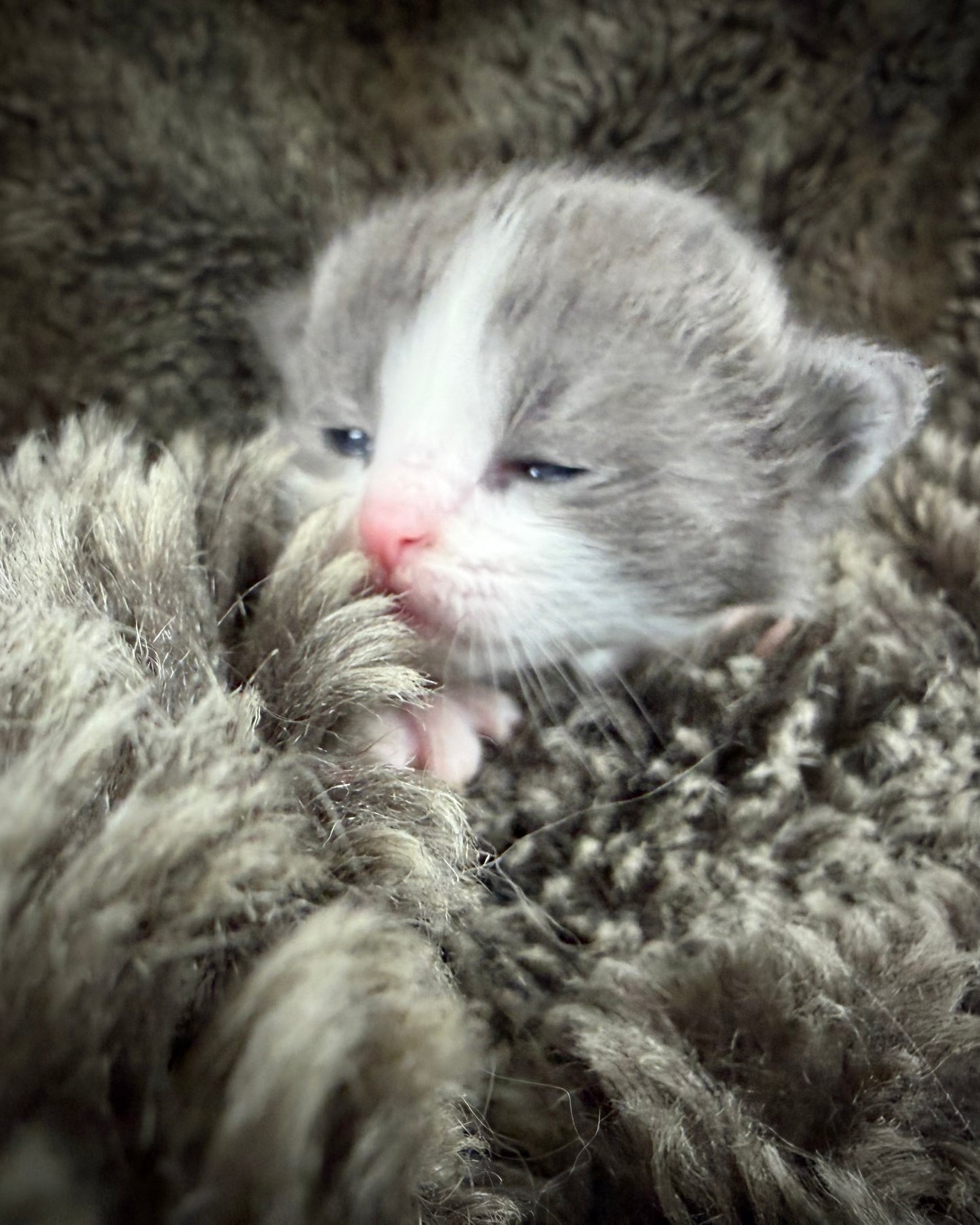 Macaroon - FEMALE  - Blue Bicolor solid