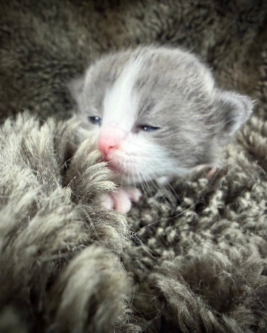 Macaroon - FEMALE  - Blue Bicolor solid