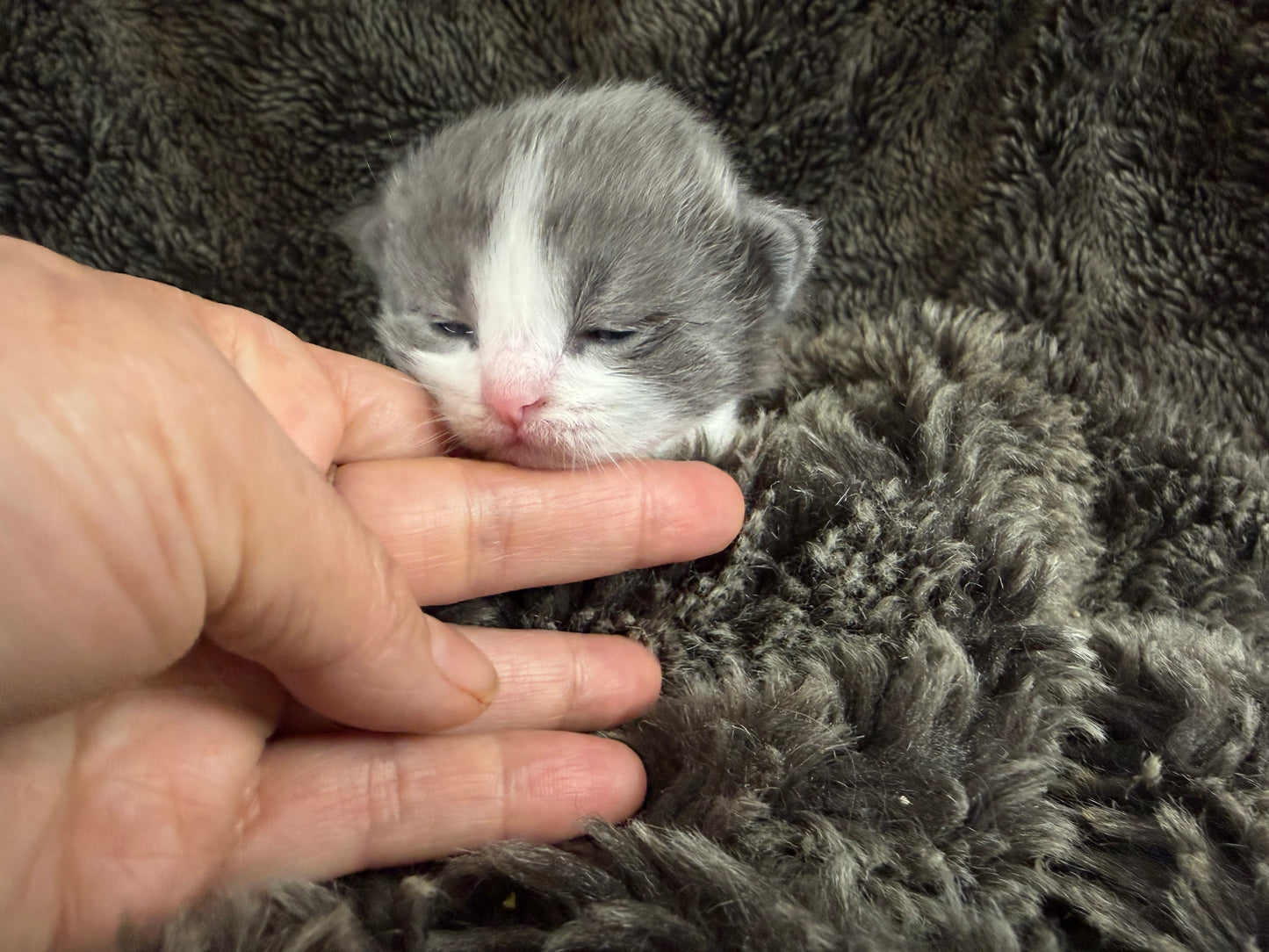 Macaroon - FEMALE  - Blue Bicolor solid